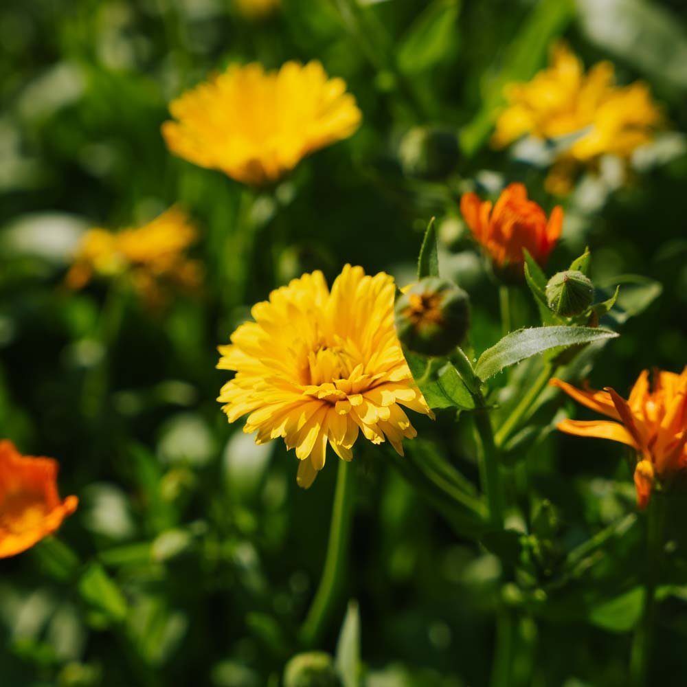 Kehäkukan siemenet 'Mix' - 70 luomusiementä