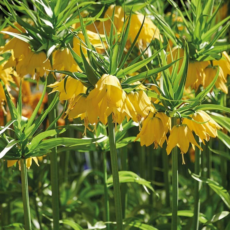 Keisarinkruunu 'Lutea'