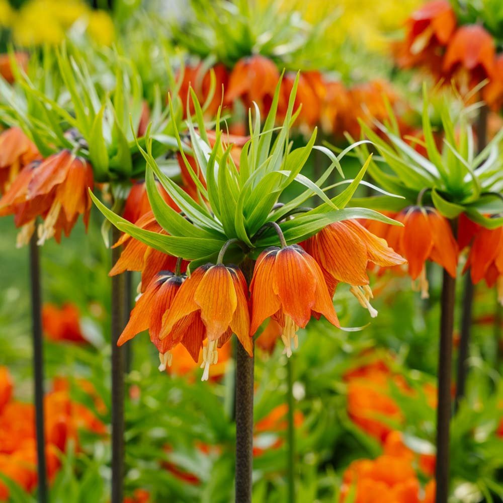 Keisarinkruunu 'Rubra Maxima'