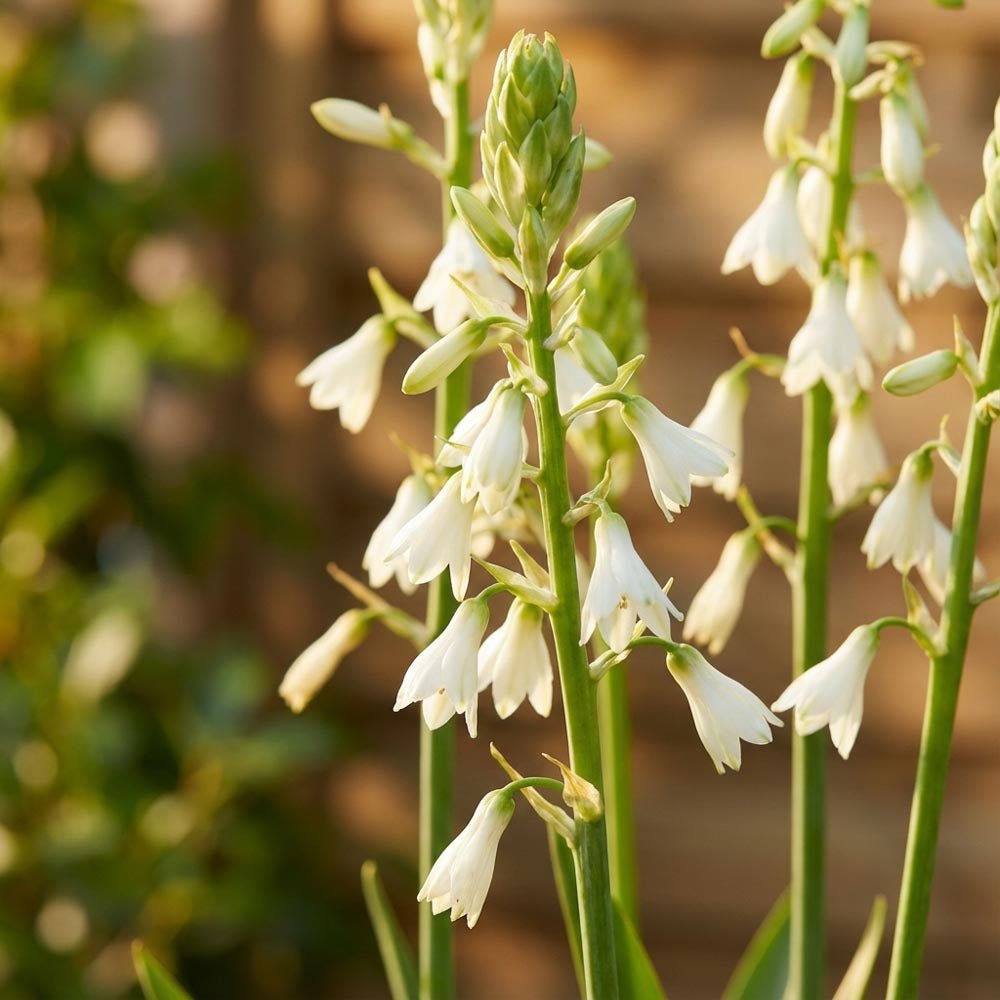 Kellohyasintti, Galtonia Candicans