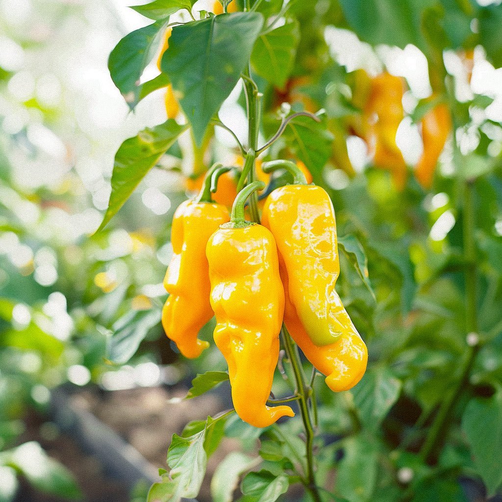 Keltainen makea paprika 'Zazu' - 5 luomusiementä