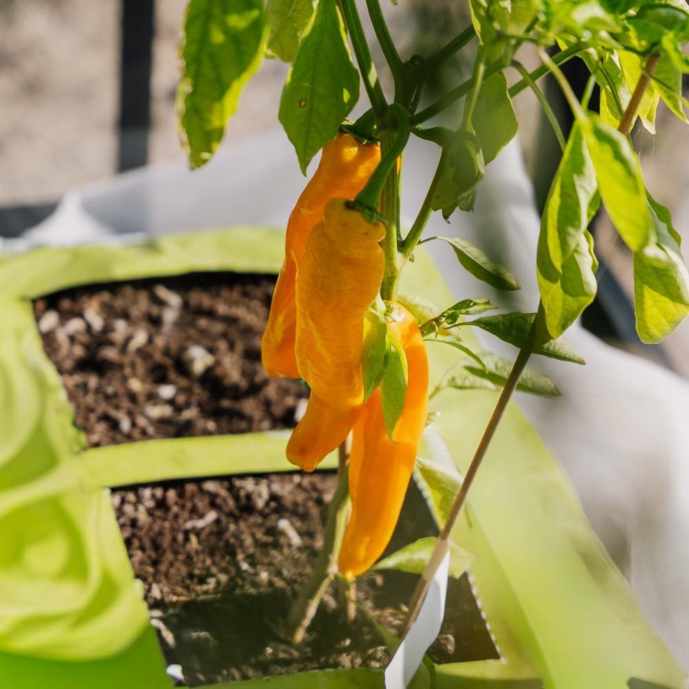 Keltainen makea paprika 'Zazu' - 5 luomusiementä