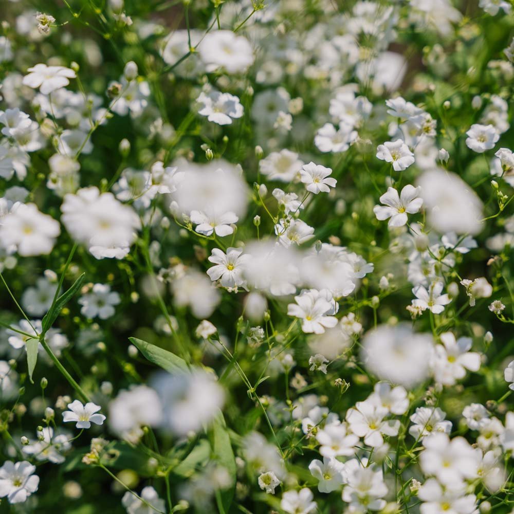 Kesäharson siemenet 'Soapwort' - 300 luomusiementä