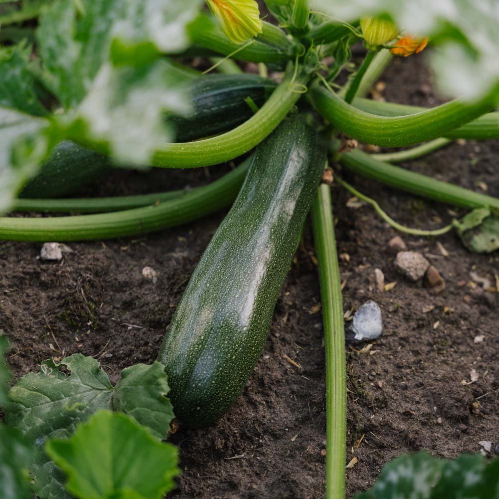 Kesäkurpitsan siemenet 'Zucchini' - 6 luomusiementä