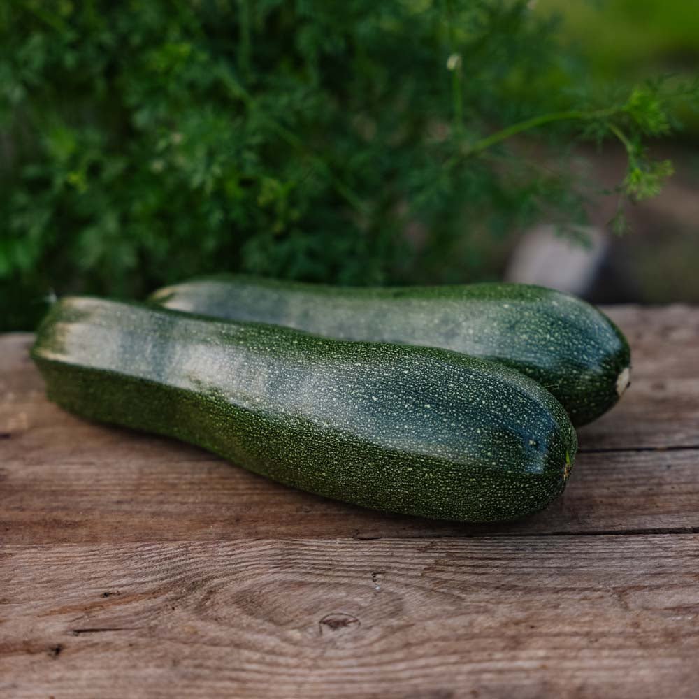 Kesäkurpitsan siemenet 'Zucchini' - 6 luomusiementä