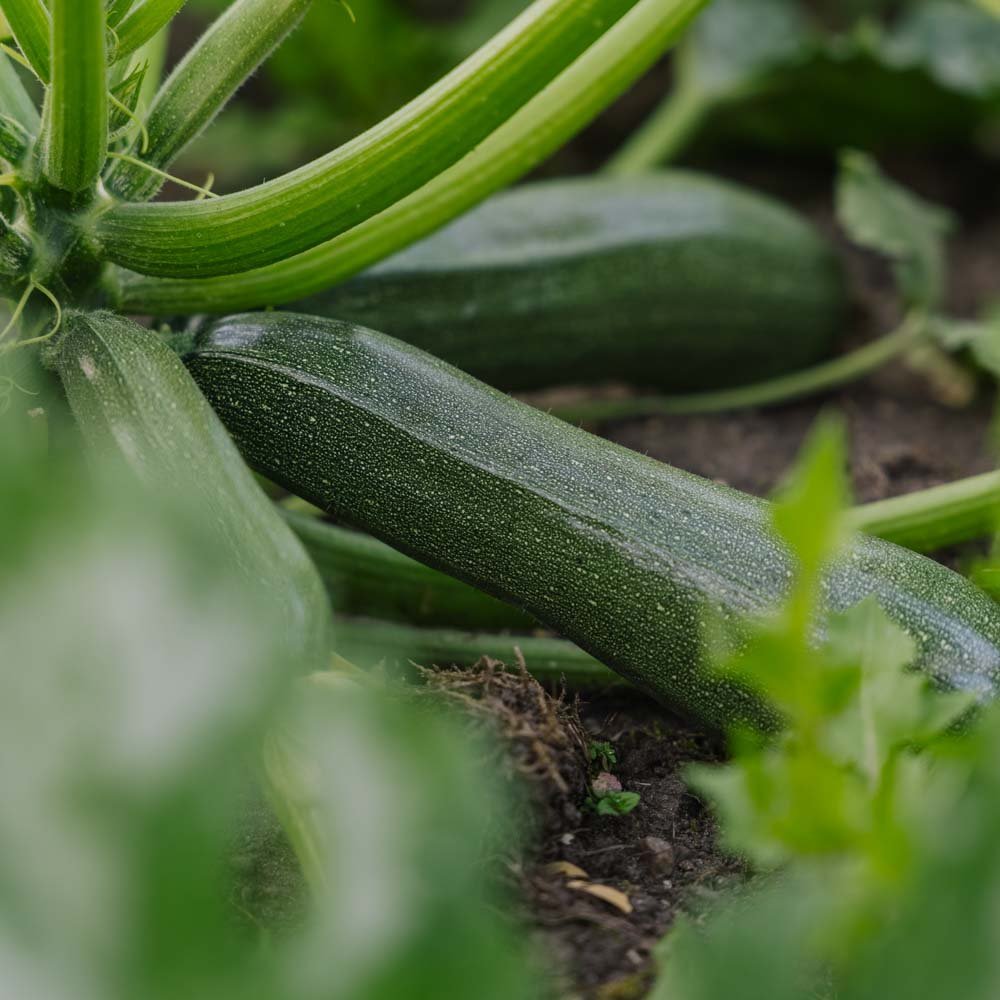 Kesäkurpitsan siemenet 'Zucchini' - 6 luomusiementä