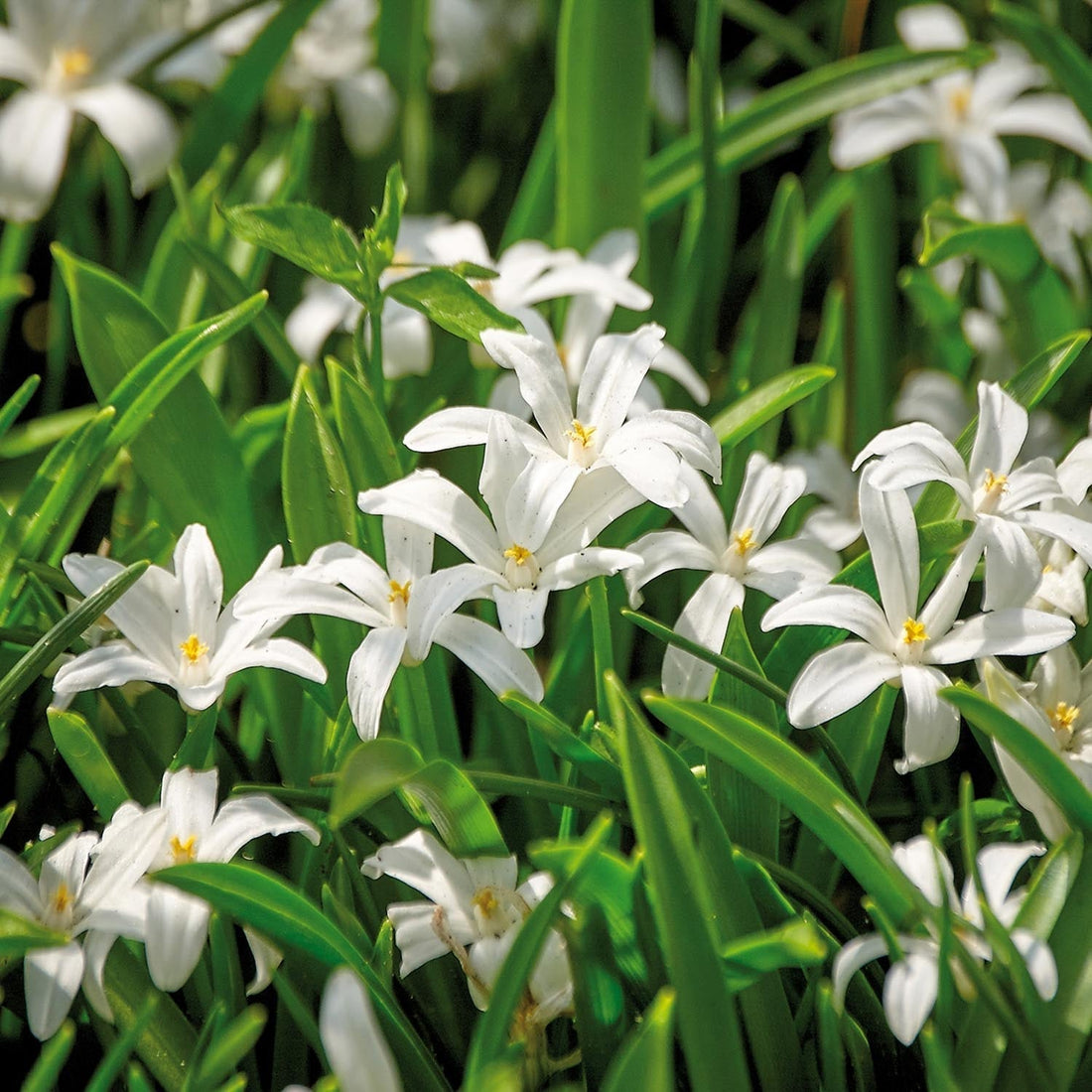 Kevättähti, Chionodoxa 'Alba'