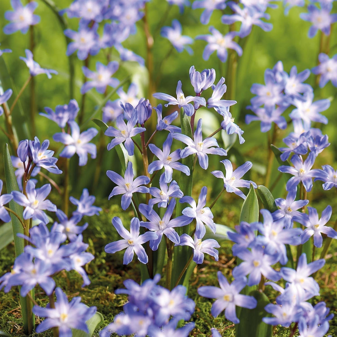 Kevättähti, Chionodoxa 'Blue Giant'