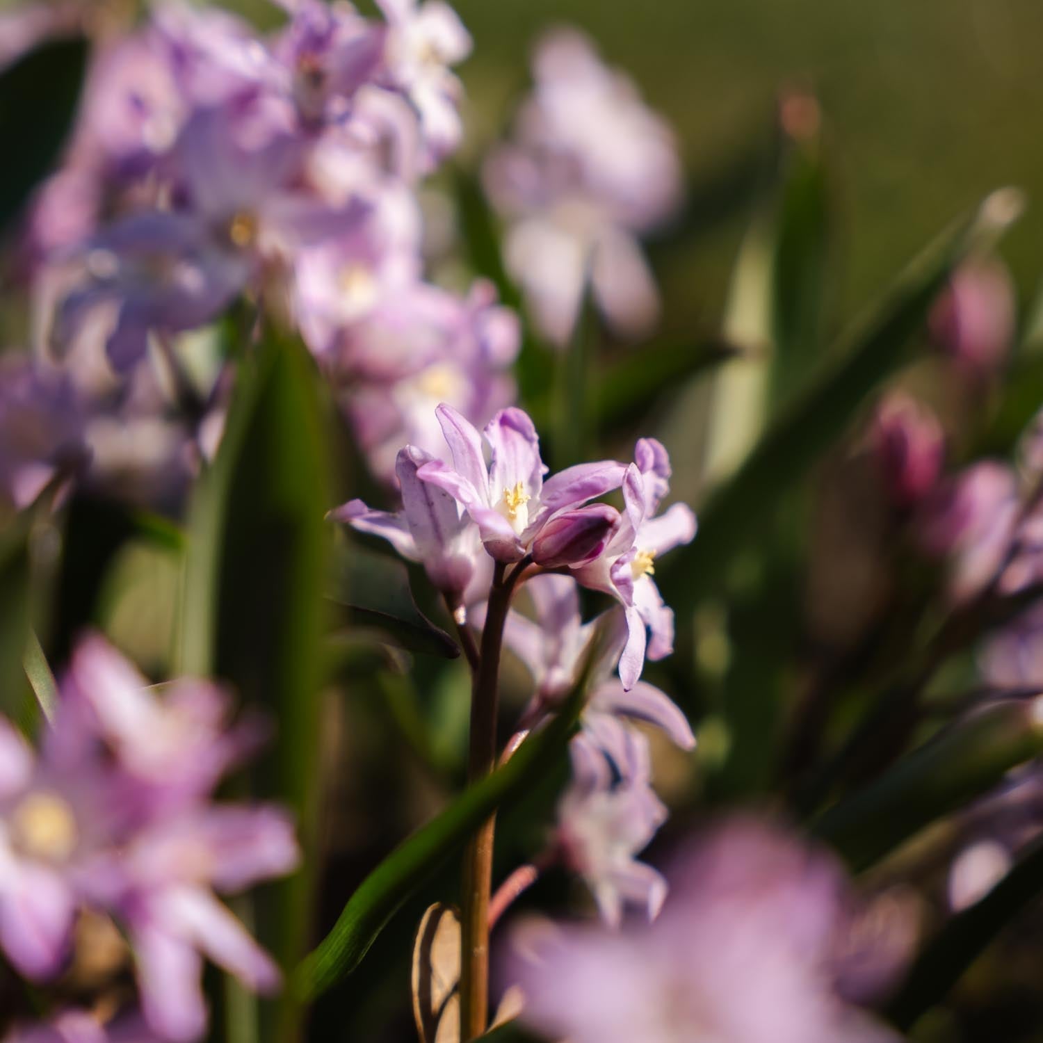 Kevättähti, Chionodoxa 'Pink Giant'
