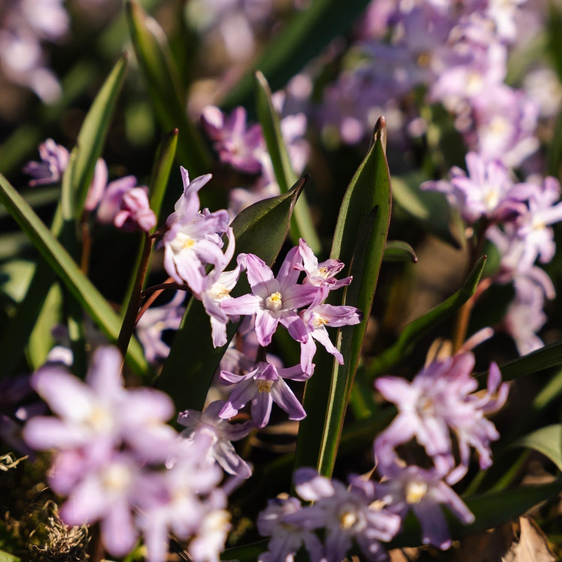 Kevättähti, Chionodoxa 'Pink Giant'