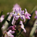 Kevättähti, Chionodoxa 'Pink Giant'