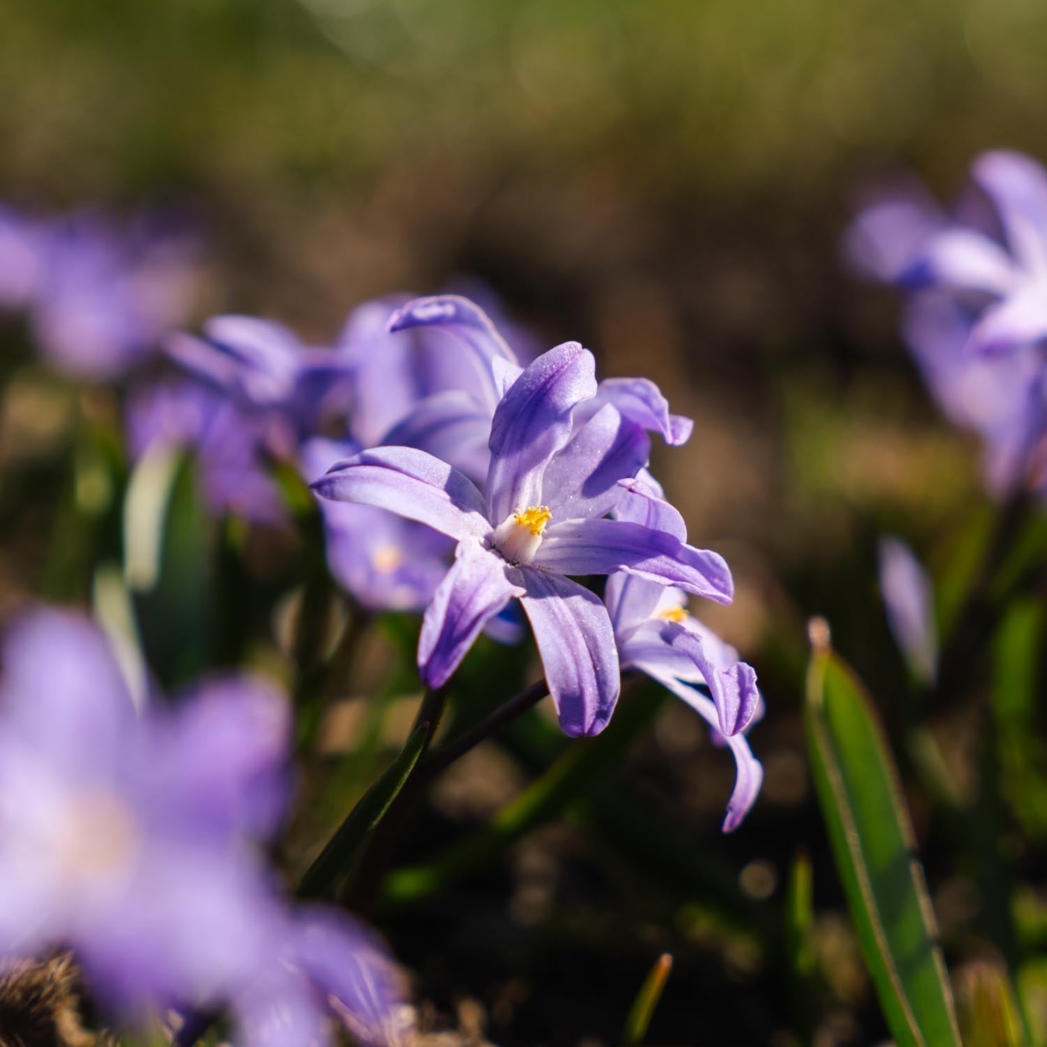 Kevättähti, Chionodoxa 'Violet Beauty'