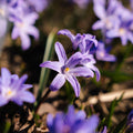 Kevättähti, Chionodoxa 'Violet Beauty'