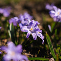 Kevättähti, Chionodoxa 'Violet Beauty'