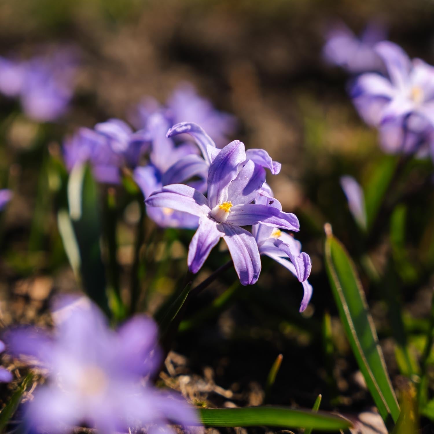 Kevättähti, Chionodoxa 'Violet Beauty'