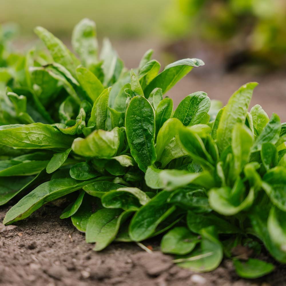 Kevätsalaatin siemenet 'Valkoinen' - 200 luomusiementä - 