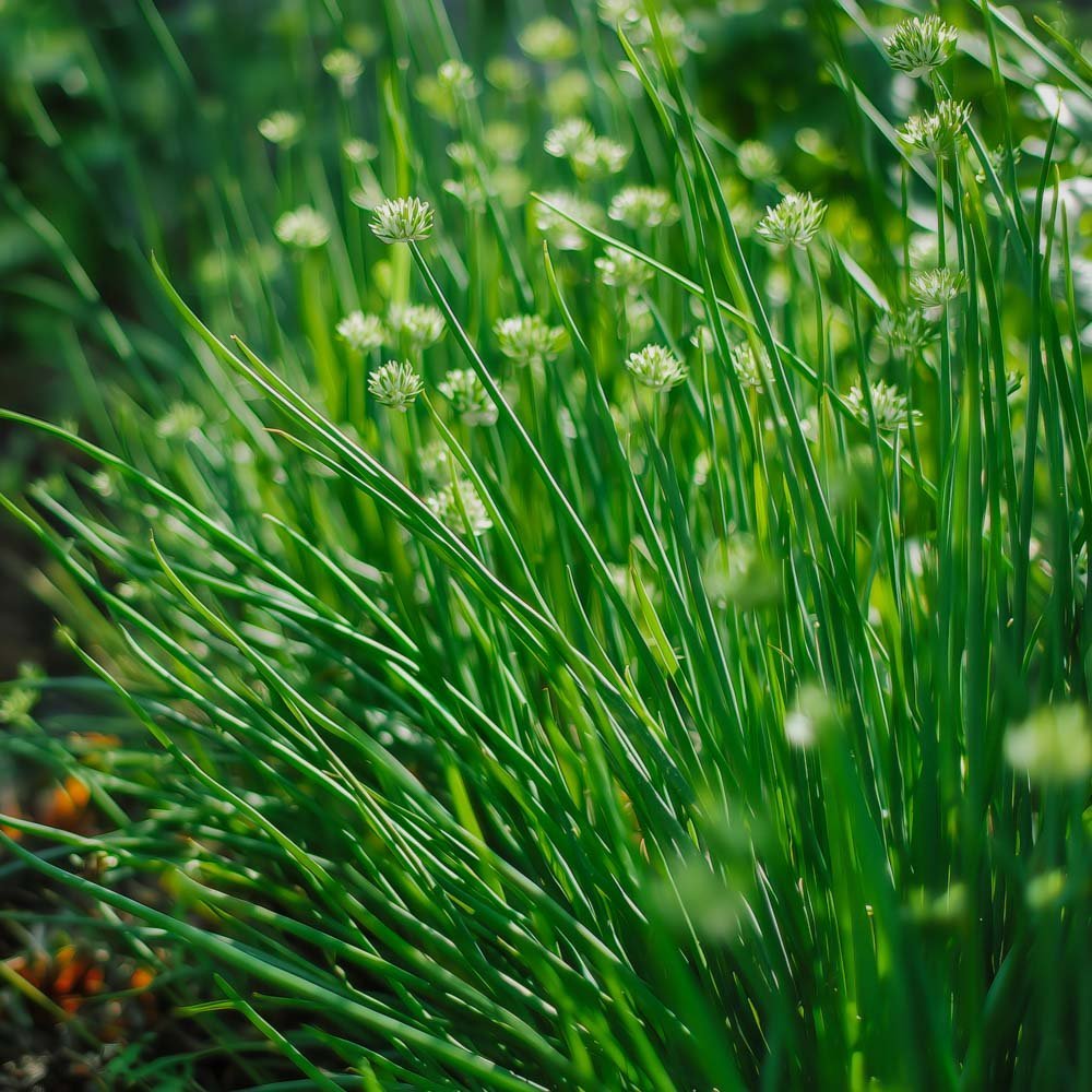 Kiinalaisen ruohosipulin siemenet - 100 luomusiementä