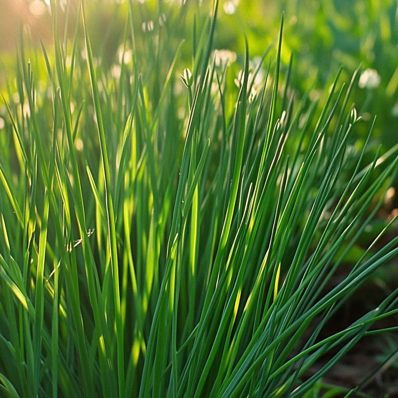 Kiinalaisen ruohosipulin siemenet - 100 luomusiementä