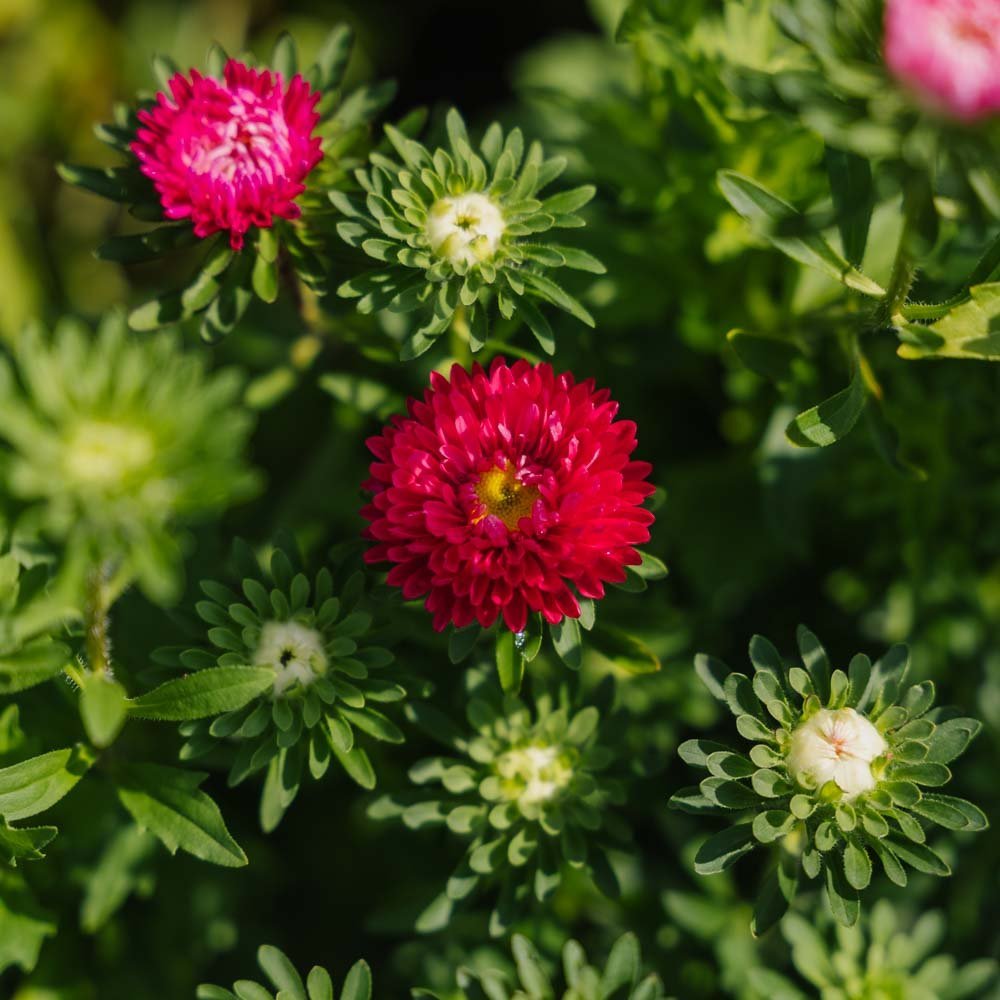 Kiinanasterin siemenet 'Matsumoto Mix' - 125 luomusiementä