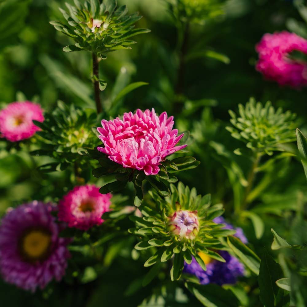 Kiinanasterin siemenet 'Matsumoto Mix' - 125 luomusiementä