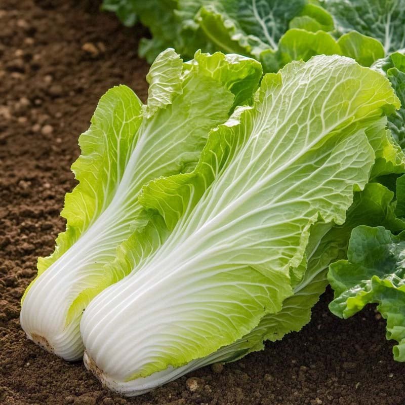 Kiinankaalin siemenet 'Granat' - 50 luomusiementä