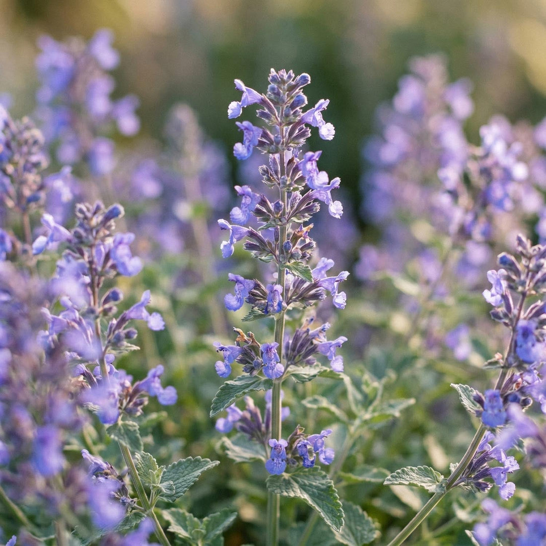 Kissanminttu, Nepeta 'Walker's Low'