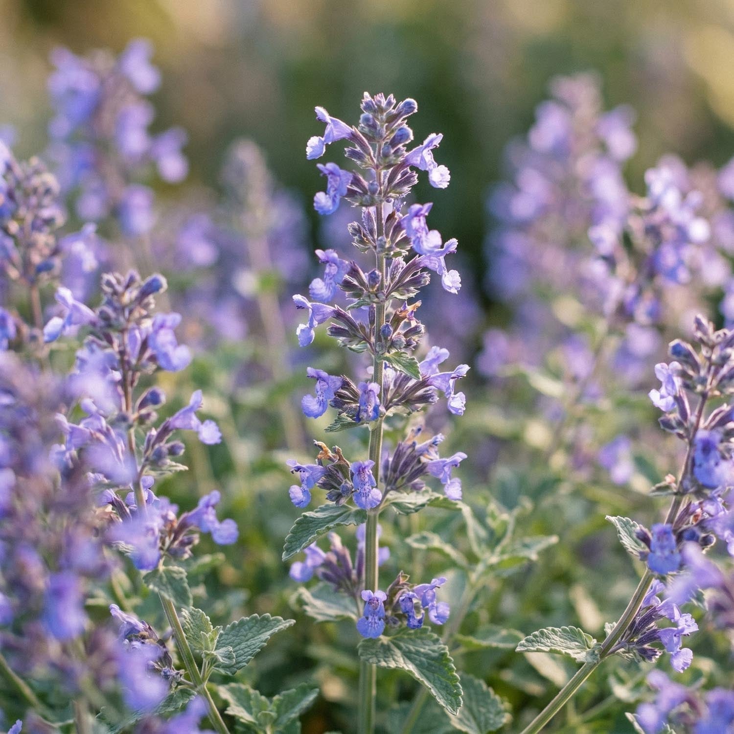 Kissanminttu, Nepeta 'Walker's Low'