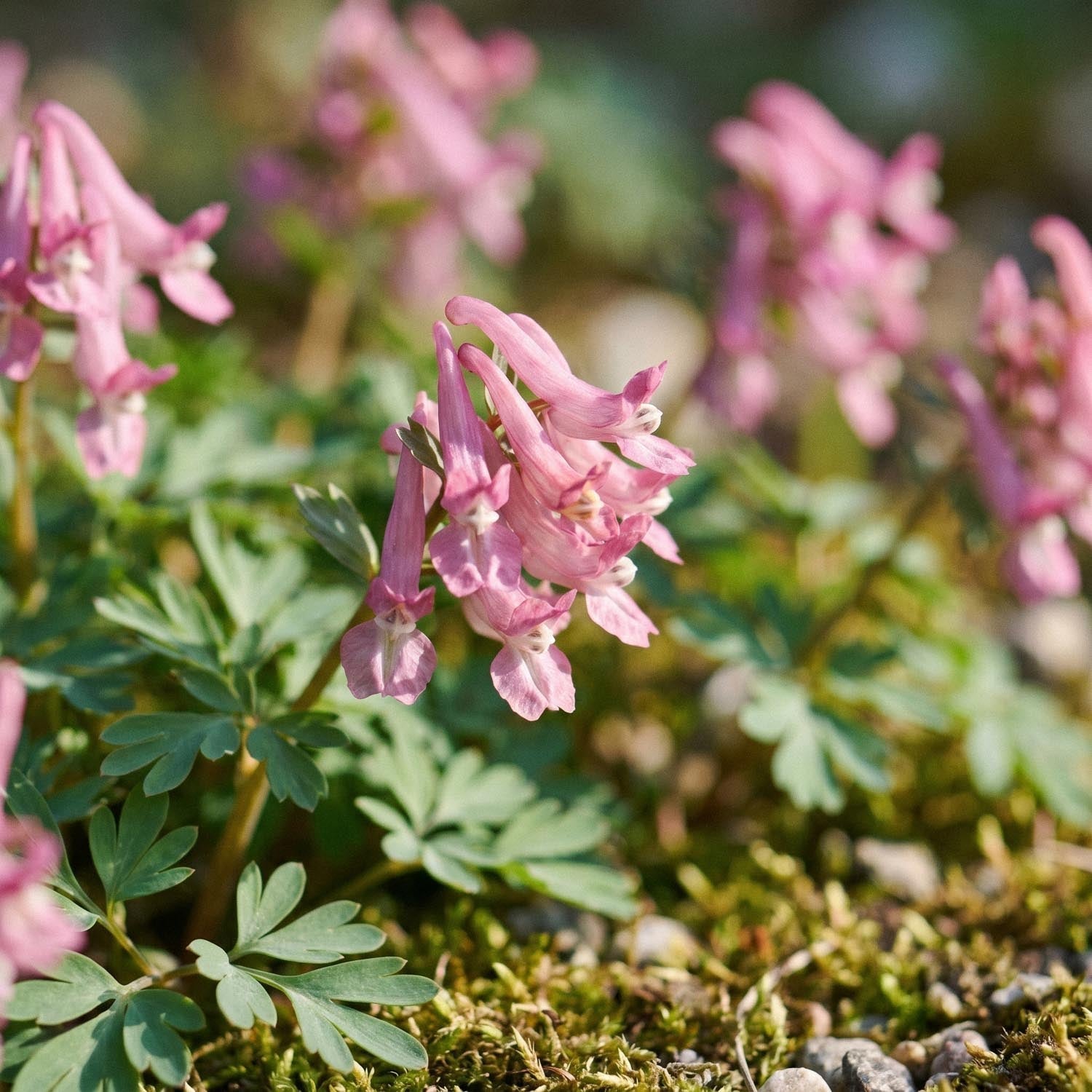 Kiurunkannus, Corydalis 'Beth Evans'