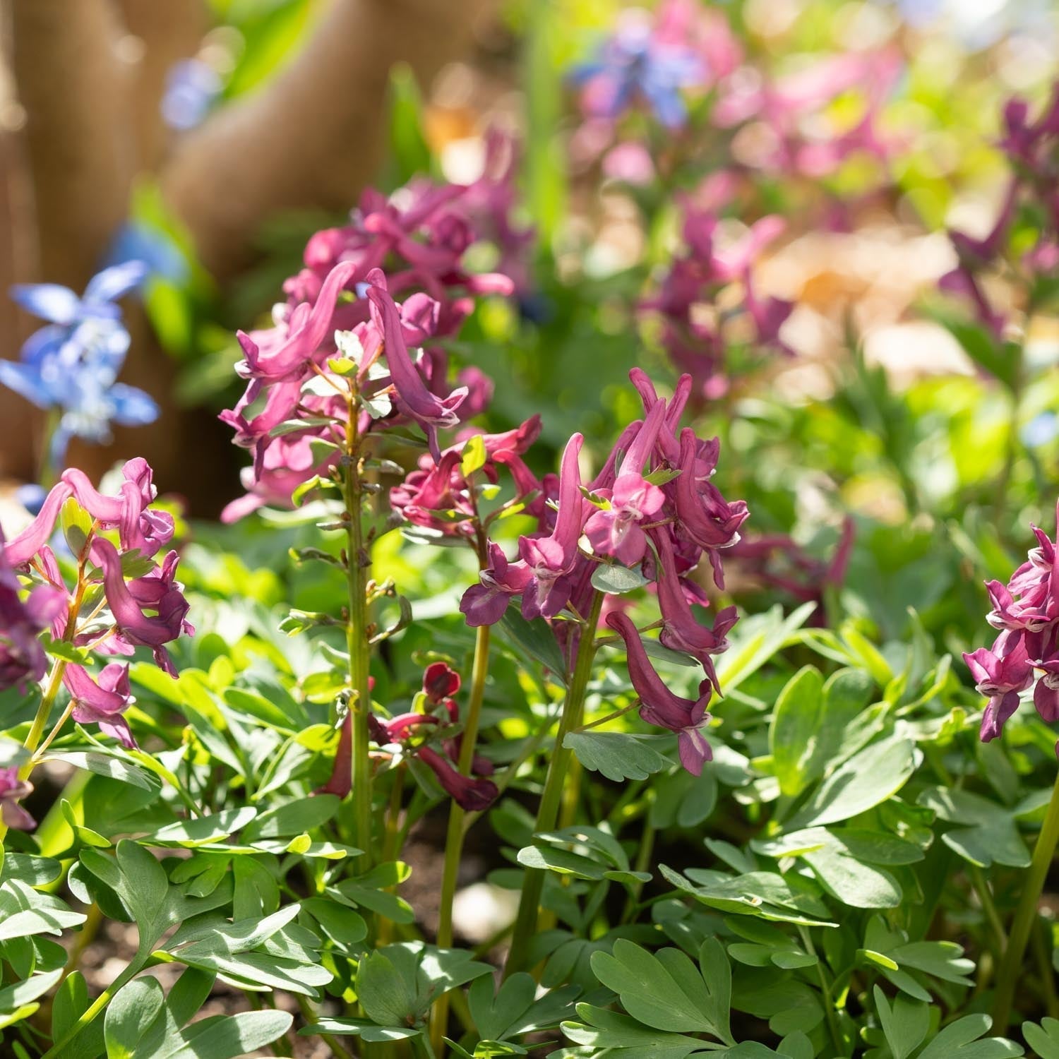 Kiurunkannus, Corydalis 'Purple Bird'