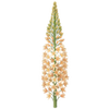 Marskinlilja paljasjuuritaimet / Eremurus