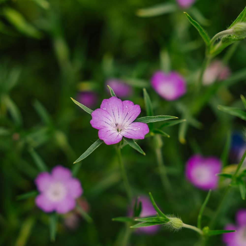 Klinte - siemenet - 150 luomusiementä