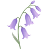 Hyacinthoides sipulit / Englanninsinililja