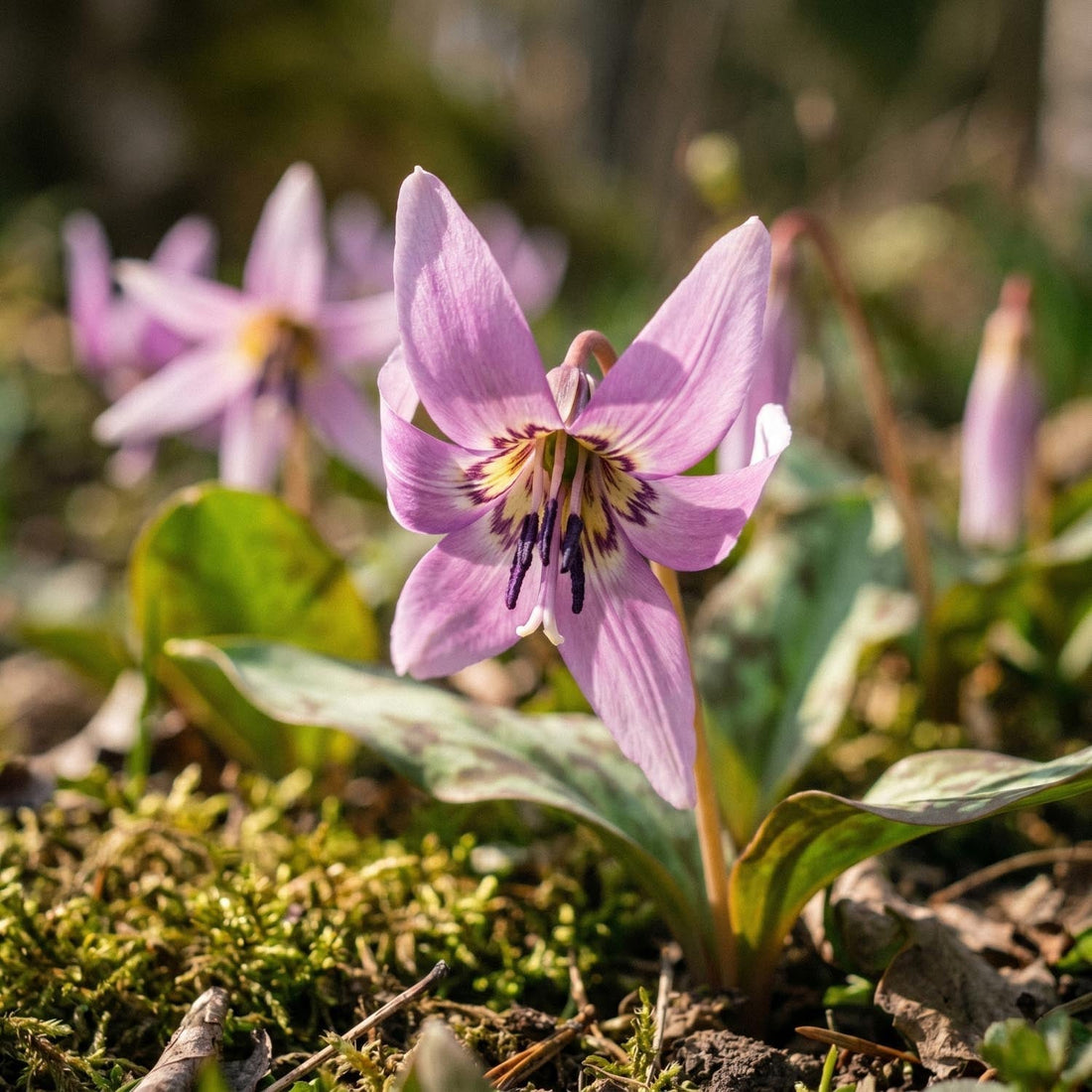 Koiranhammas, Erythronium 'Lilac Wonder'