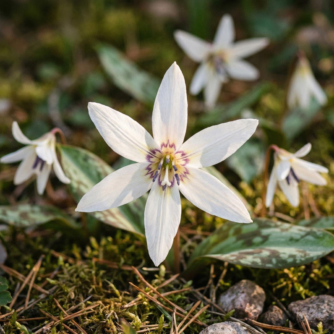 Koiranhammas, Erythronium 'Snowflake'