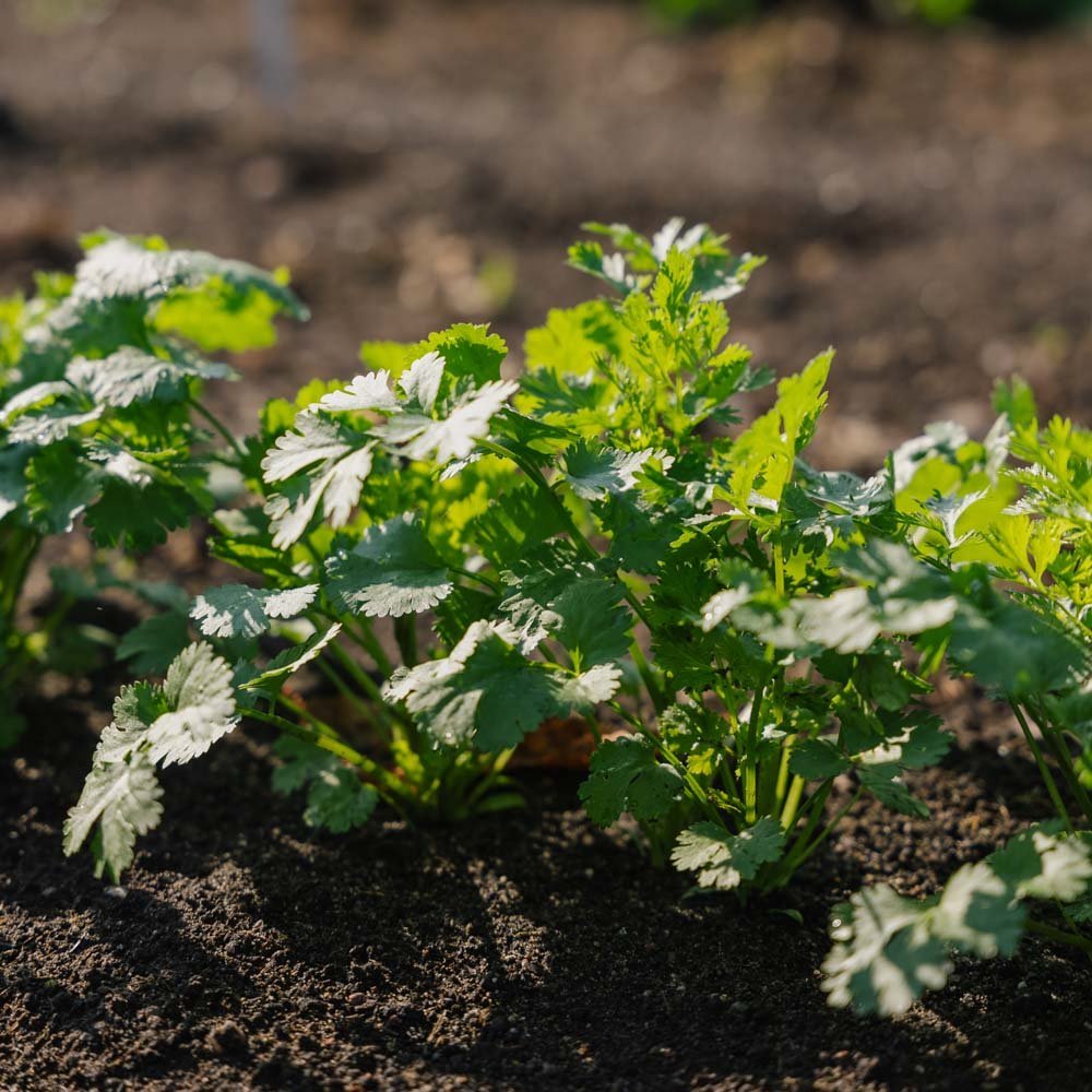 Korianterin siemenet - 100 luomusiementä