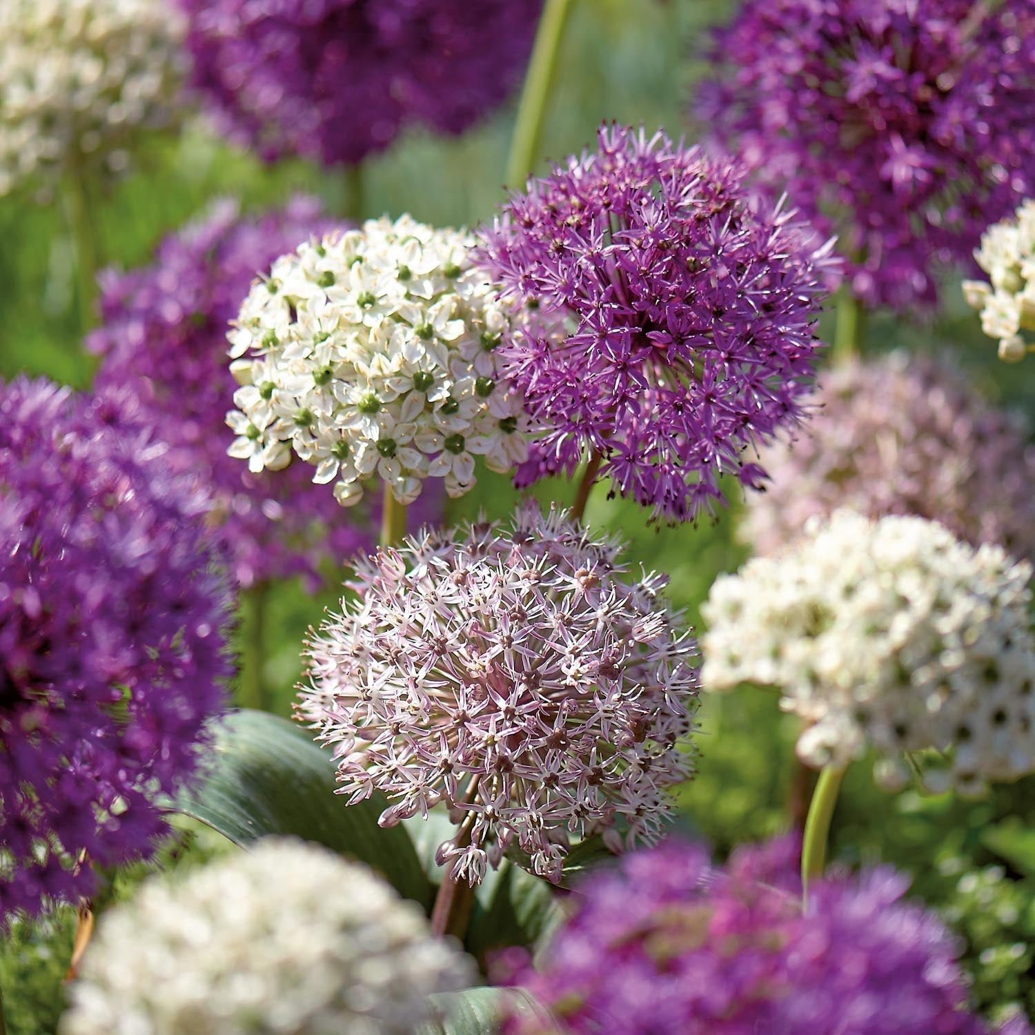 Koristelaukkaseos 'Large Mixed'