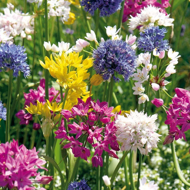 Koristelaukkaseos 'Mini Mixed'