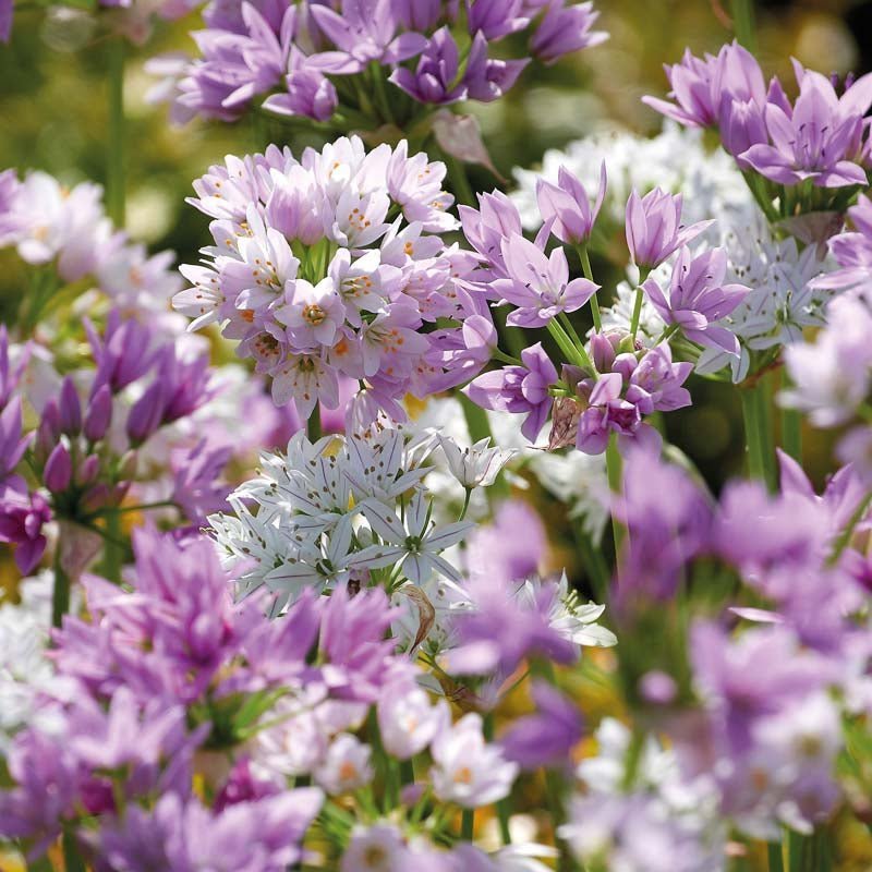 Koristelaukkaseos 'Mini Pink Mixed'