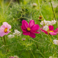 Kosmoskukan siemenet 'Garden Cosmos' - 80 luomusiementä