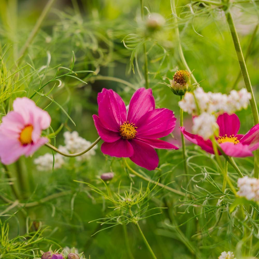 Kosmoskukan siemenet 'Garden Cosmos' - 80 luomusiementä