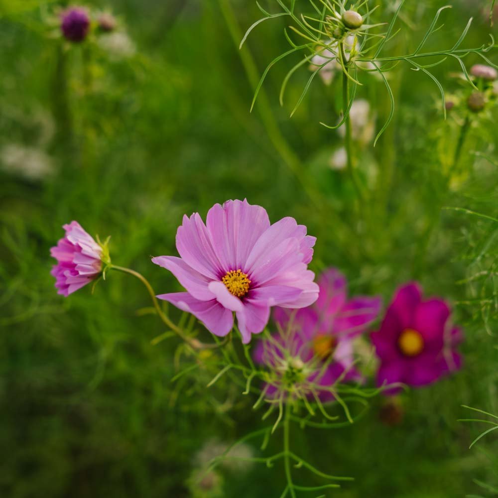 Kosmoskukan siemenet 'Garden Cosmos' - 80 luomusiementä