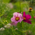 Kosmoskukan siemenet 'Garden Cosmos' - 80 luomusiementä