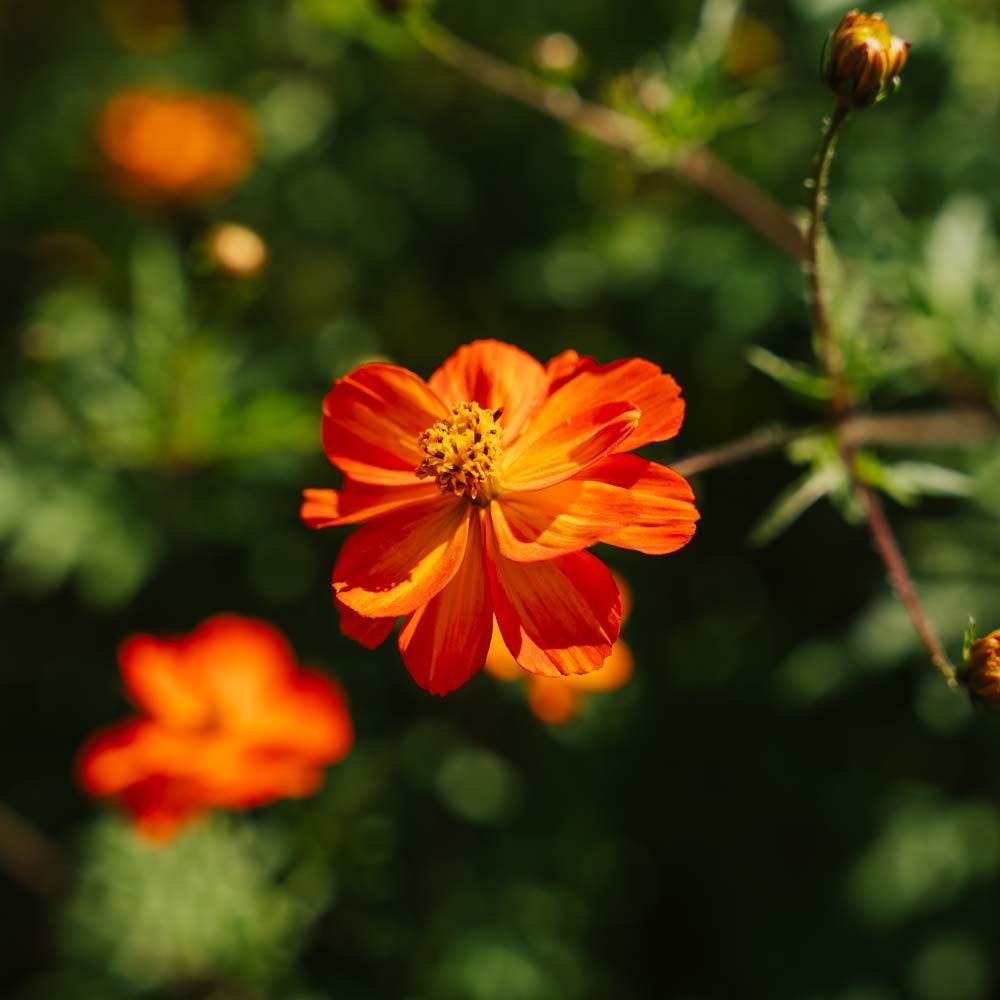 Kosmoskukan siemenet 'Sulfur Cosmos' - 80 luomusiementä