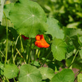 Krassi 'Tropaeolum majus' - 8 luomusiementä