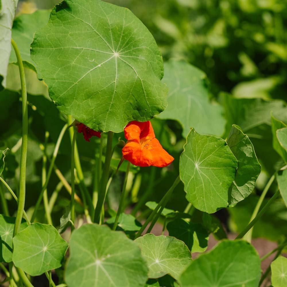 Krassi 'Tropaeolum majus' - 8 luomusiementä
