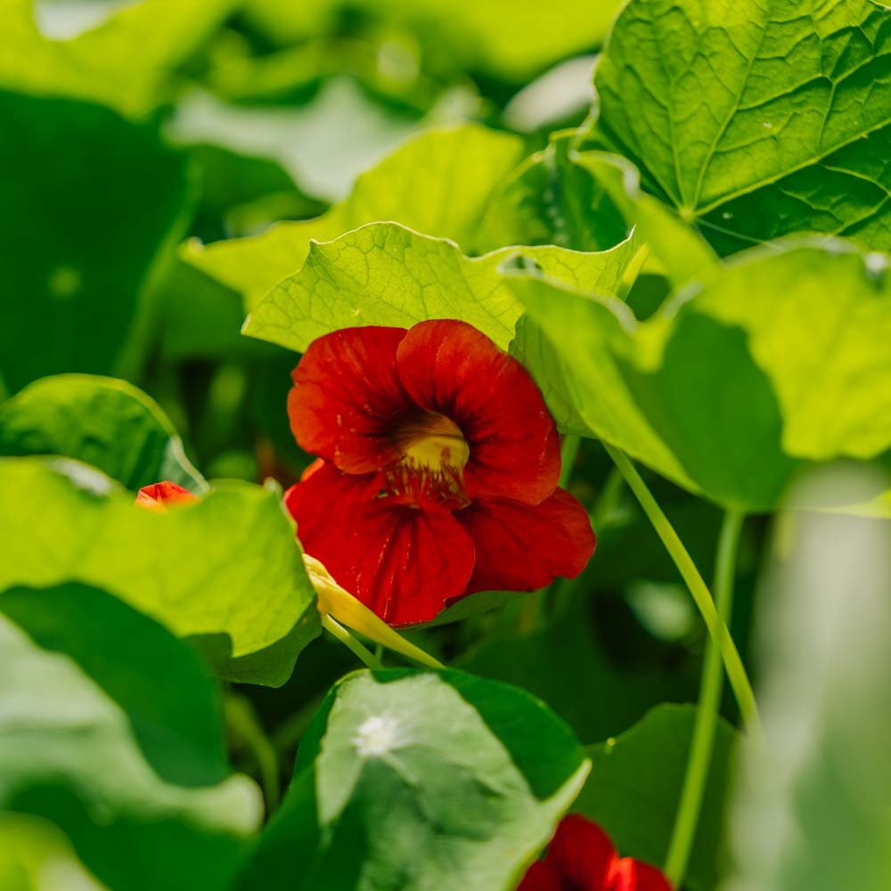 Krassin siemenet 'Garden Nasturtium, non trailing' - 8 luomusiementä