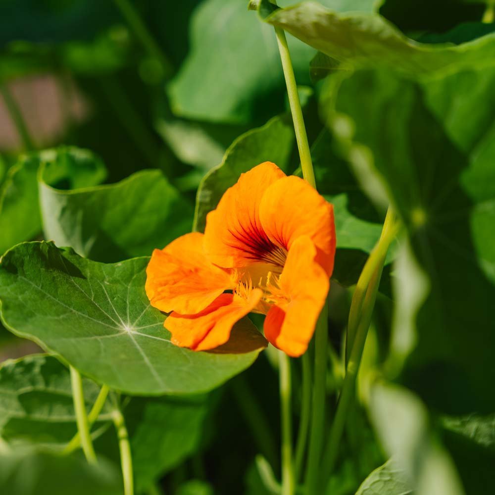 Krassin siemenet 'Garden Nasturtium, non trailing' - 8 luomusiementä