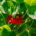 Krassin siemenet 'Garden Nasturtium, non trailing' - 8 luomusiementä