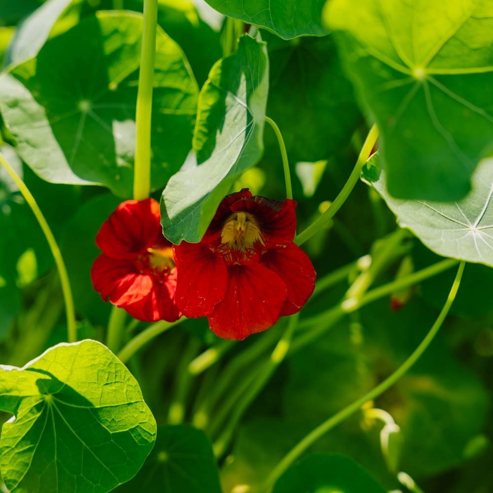 Krassin siemenet 'Garden Nasturtium, non trailing' - 8 luomusiementä