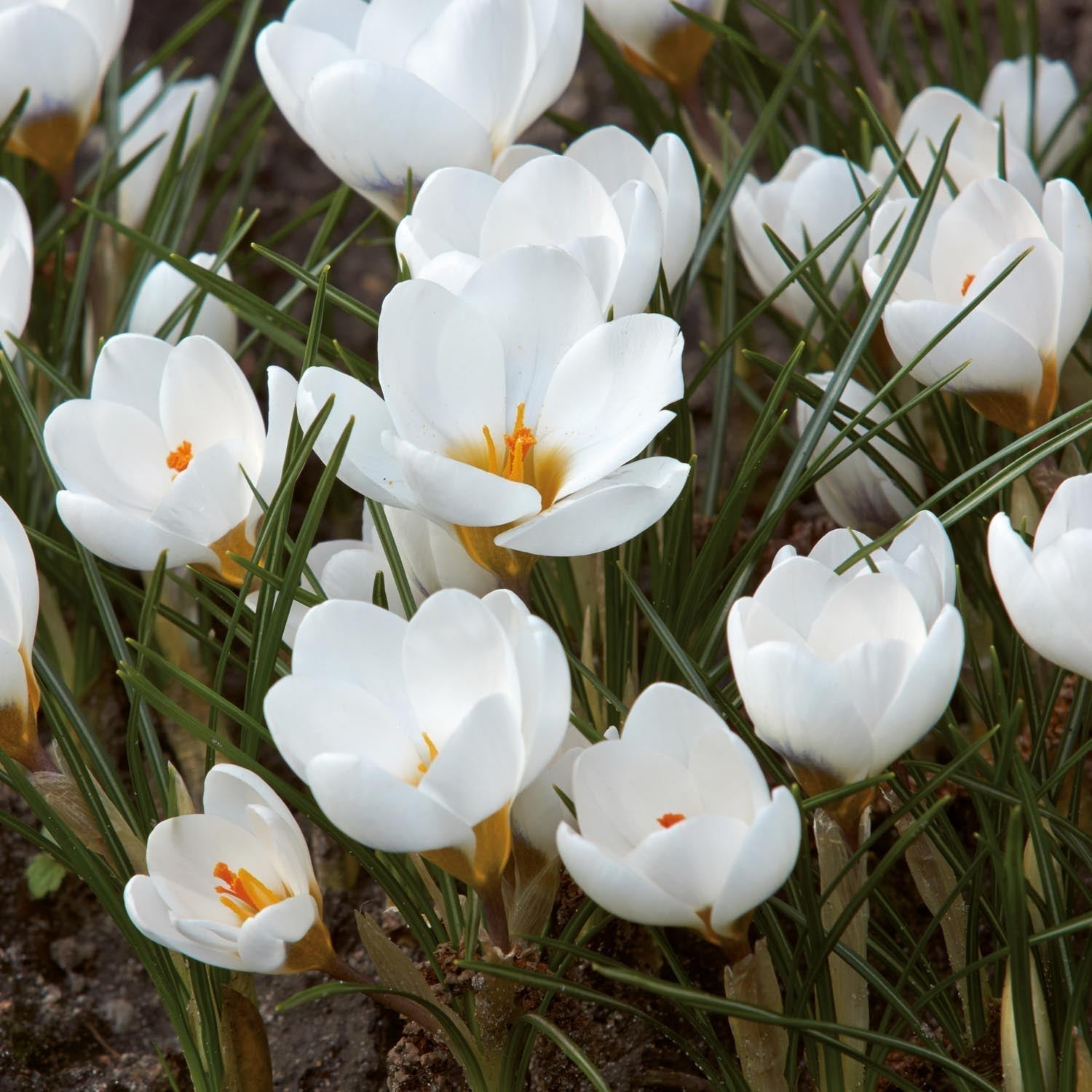 Krookus, Crocus 'Ard Schenk'
